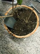 盆里埋根棍，土立马肥得流油，绿萝君子兰…像