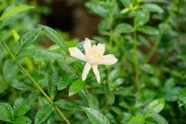 栀子花不开花的原因