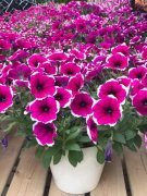 买回来的矮牵牛的种子要怎么种