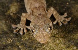 壁虎会不会爬到床上？(壁虎在床上爬了还可以睡