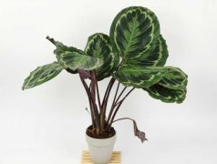 青苹果竹芋有毒吗