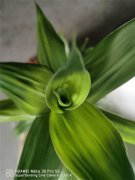 水培“富贵竹”生根难？兑点“粉末”进去，1