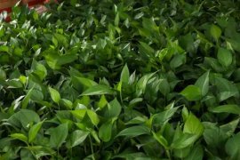 绿萝怎么养才能爆盆