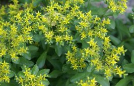 救心菜的功效与作用(救心菜图片)