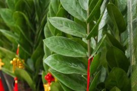 金钱树怎么爆盆