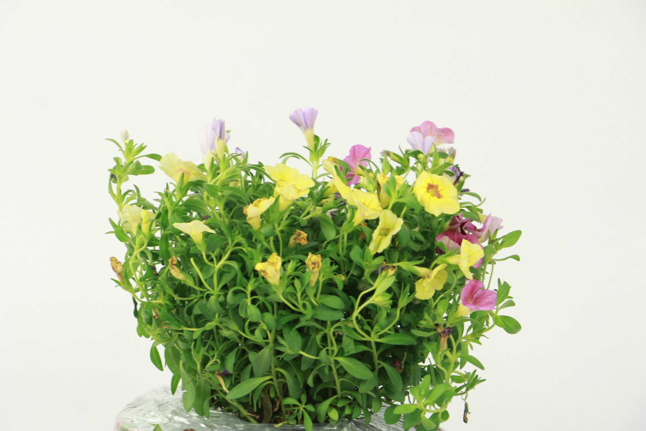 百万小铃图片：百万小铃养护知识