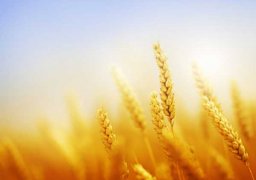 麦子什么时候成熟