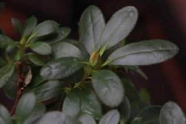 杜鹃花打焉怎么挽救