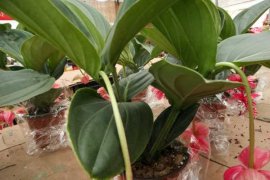 宝莲灯的病虫害及其防治