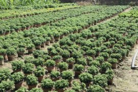 菊花移栽注意事项