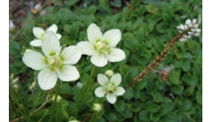 <b>重庆发现两个植物新物种：正宇梅花草、四面山梅花草</b>