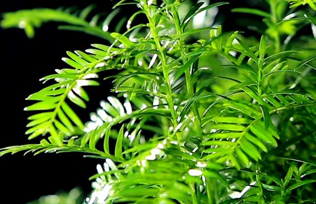 南方红豆杉多少钱一棵