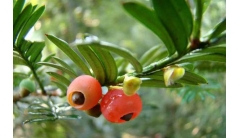 南方红豆杉多少钱一棵？