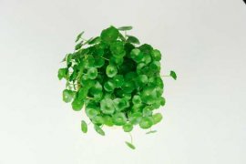 铜钱草水养还是土养好