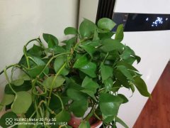 淘米水兑点料，绿萝叶子绿得冒油，大白根能撑