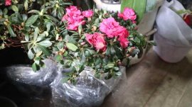 西洋杜鹃的养殖方法和注意事项