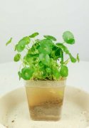 给“铜钱草”做这2个小动作，新叶长不停，1月就