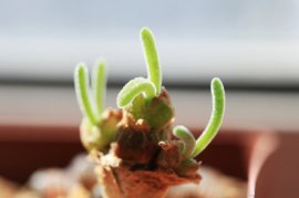 多肉碧光环怎么养？碧光环长大后图片