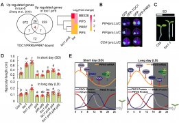 植物所科研人员揭示生物钟调控植物光周期依赖性生长的新机制