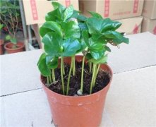 咖啡盆栽怎么种植？盆栽咖啡树开花结果方法