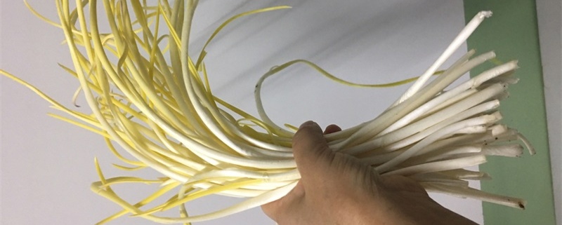 蒜黄怎么种植,什么是蒜黄