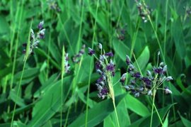 水生植物有哪些？盘点十大常见的水生植物种类