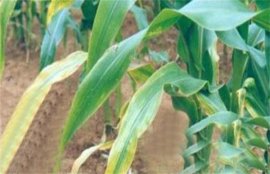 玉米虫害如何预防？玉米常见病虫害及防治方法