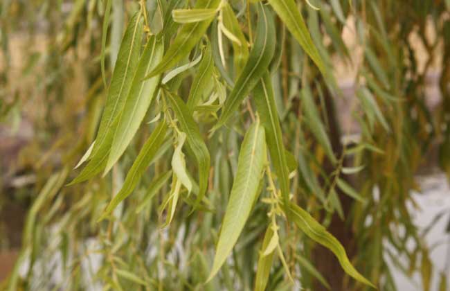 柳树叶的药用价值