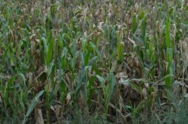 玉米青枯病的防治方法
