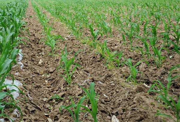 玉米病虫害防治