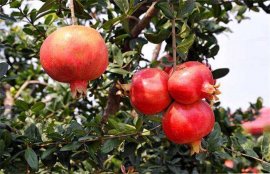 农村致富种植项目有哪些？五个农村种植项目推