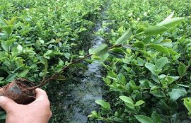 油茶树的价格贵吗？