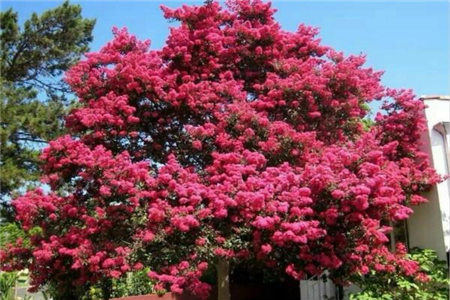 种植茶花有哪些风水禁忌?