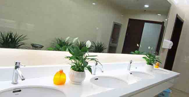 上海办公室植物租赁案例