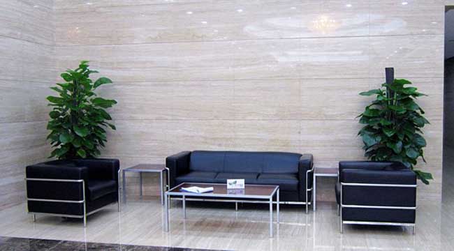 上海办公室植物租赁案例