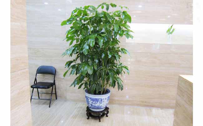 上海办公室植物租赁案例