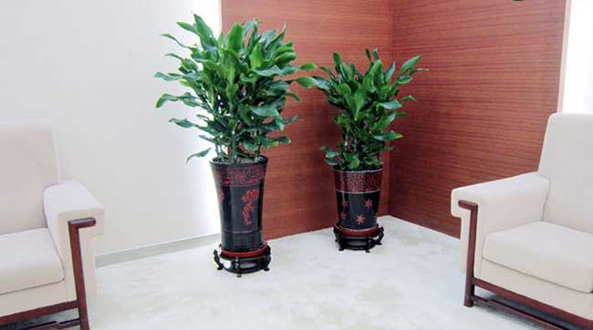 上海办公室植物租赁案例