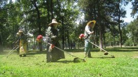 一级绿化养护标准人员配置以及工作细则有哪些