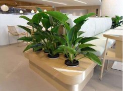 办公室里适合放那些绿植？绿植租摆的植物种类