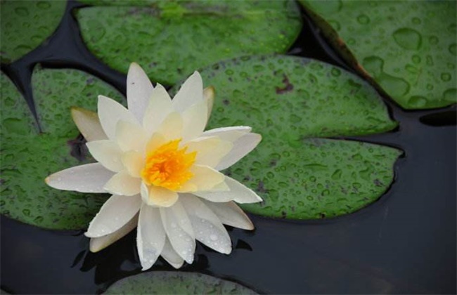 泰国白花观音莲