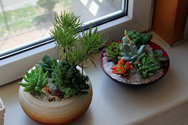 æ¤ç©ç§èµæµæ°´