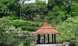 杭州绿尚园艺：专注于植物租摆和销售