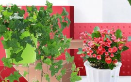 北京斑斓园艺：从事室内外植物租摆