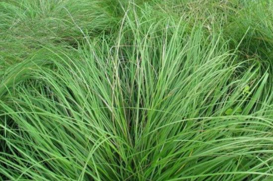 龙须草怎么养才能更旺盛