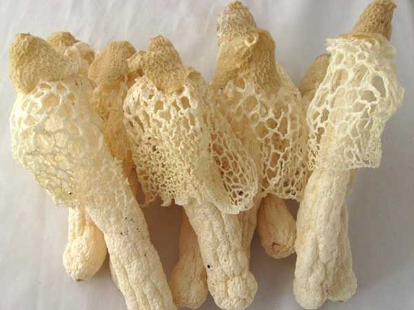 竹荪的产地主要有哪些?