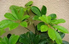 鸭脚木叶的功效与作用