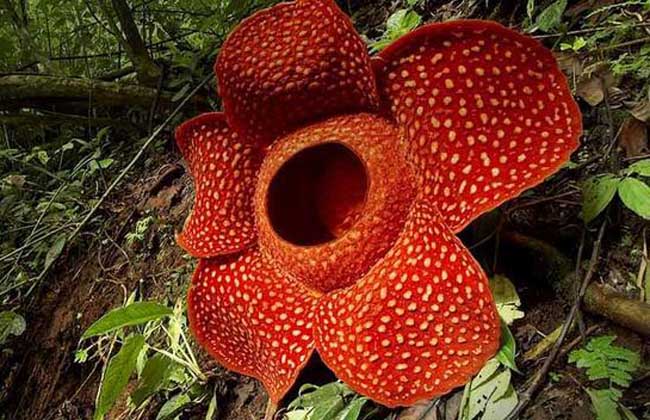 世界上有没有食人花