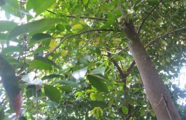 沉香树长什么样？沉香树图片