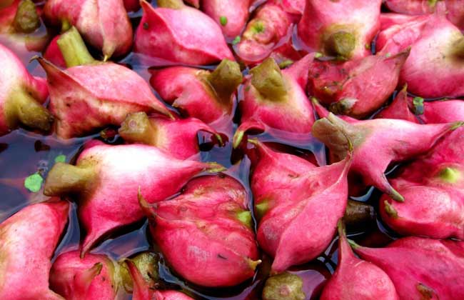 菱角的功效与作用