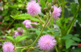 含羞草会开花吗？含羞草图片